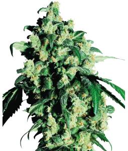 Super Skunk X5 Sensi Seeds