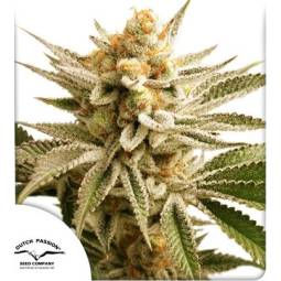 Lemon Z ® X3 Dutch Passion