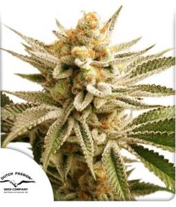 Lemon Z ® X3 Dutch Passion