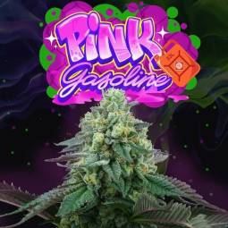 PINK GASOLINE X6 Perfect...
