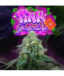 PINK GASOLINE X6 Perfect...