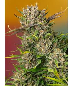 Papaya Zoap AUTO ® X5 Sweet...