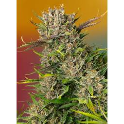 Papaya Zoap AUTO ® X3 Sweet...