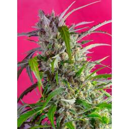 Crystal Candy Auto ® X3...