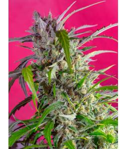 Crystal Candy Auto ® X3...