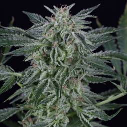 Critical Jack Auto X3...