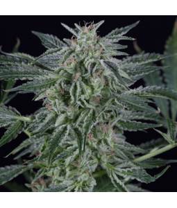 Critical Jack Auto X3...