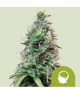 Amnesia Haze Auto X3 Royal...