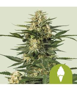 Green Gelato Auto X5 Royal...