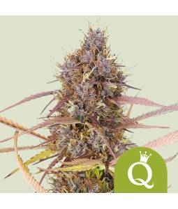 Purple Queen Auto X5 Royal...