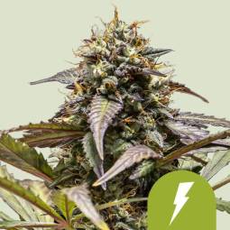 North Thunderfuck Auto X3...