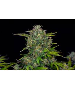 Zkittlez Auto  X3 Kannabia...