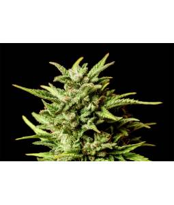 Break Up Cake Auto X5...