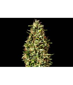 Runtz Auto X5 Kannabia Seeds