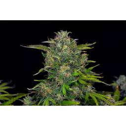 Zkittlez Auto X5 Kannabia...