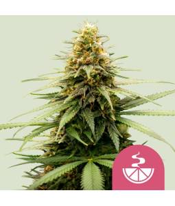 Lemon Skunk X3 Royal Queen...