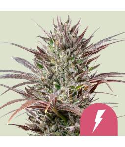 North Thunderfuck Usa X5...