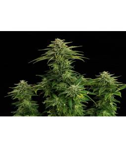 Zkittlez  X3 Kannabia Seeds