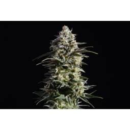 Pure Skunk Go Fast x3 Kannabia