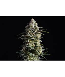 Pure Skunk Go Fast x3 Kannabia