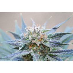 Skunk +  X5 Kannabia Seeds