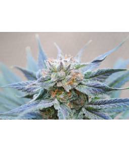 Skunk +  X5 Kannabia Seeds