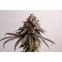 Gelatok  X3 Kannabia Seeds