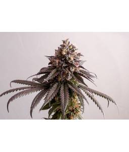 Gelatok  X3 Kannabia Seeds