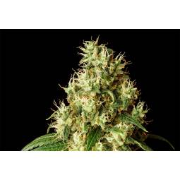 Mimosa Dream  X5 Kannabia...