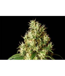 Mimosa Dream  X5 Kannabia...