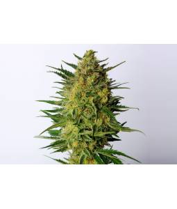 Super AK  X10 Kannabia Seeds