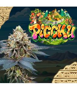 Picchu X6 Perfect Tree Seeds