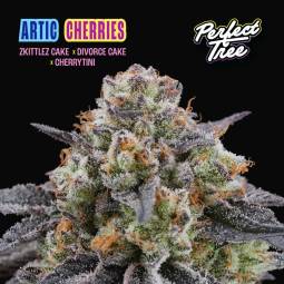 Artic Cherries  X6 Perfect...