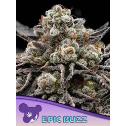 Epic Buzz X3 Anesia Seeds