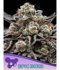 Epic Buzz X3 Anesia Seeds