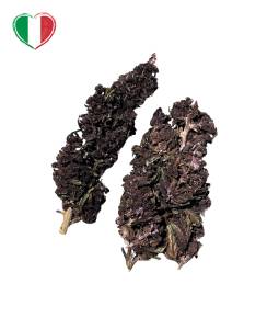 Black Purple 10g