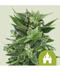Royal Kush Auto X3 Royal Queen
