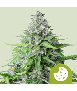 Royal Cookies Auto Usa X3...