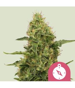 Northern Light X3 Royal Queen