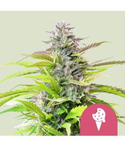 Cookies Gelato Usa X3 Royal...