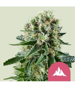 Critical Kush X3 Royal Queen