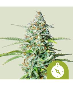 Northern Light Auto X3...