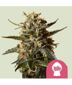 Bubblegum XL X3 Royal Queen