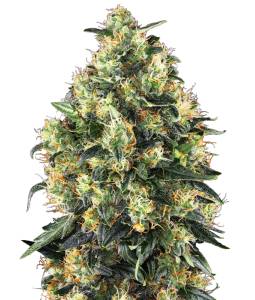 Super Skunk Auto X3 Sensi...