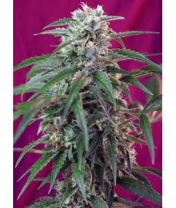 Green Poison Auto ® X5...