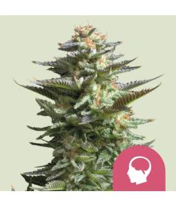 Amnesia Haze X5 Royal Queen