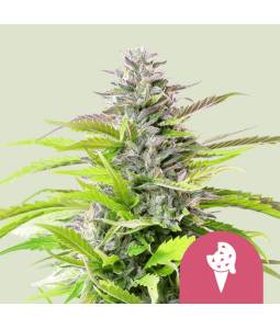 Cookies Gelato Usa X5 Royal...