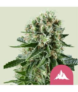 Critical Kush X5 Royal Queen