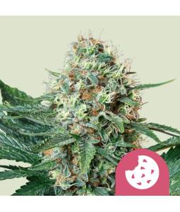 Royal Cookies Usa X5 Royal...