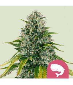 Royal Moby X5 Royal Queen